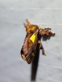 Euclea delphinii