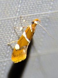 Promalactis suzukiella