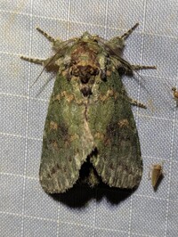 Cecrita biundata