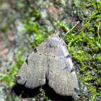 Zanclognatha lituralis