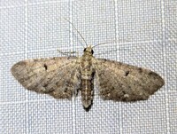Eupithecia miserulata