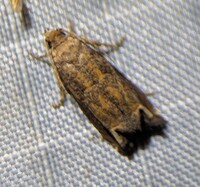 Epiblema mandana