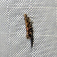 Aristotelia rubidella