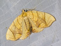 Eulithis gracilineata
