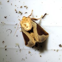 Prolimacodes badia