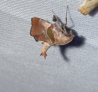 Tosale oviplagalis