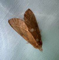 Nadata gibbosa