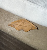 Patalene olyzonaria
