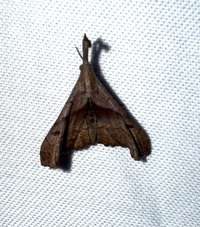 Palthis angulalis