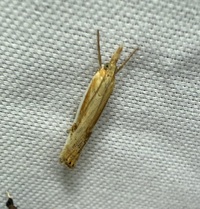 Crambus agitatellus
