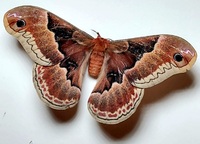 Callosamia promethea