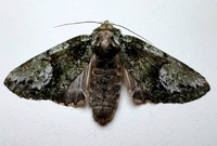 Heterocampa umbrata