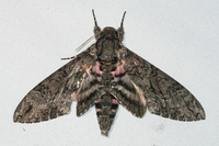 Agrius cingulata
