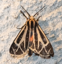 Apantesis carlotta