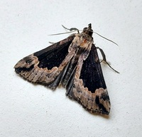 Hypena baltimoralis
