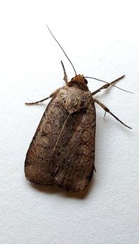 Protolampra brunneicollis