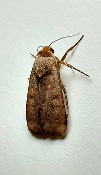 Protolampra brunneicollis