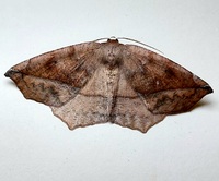Eutrapela clemataria