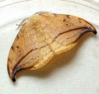 Drepana arcuata