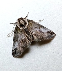 Baileya australis