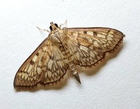 Herpetogramma thestealis