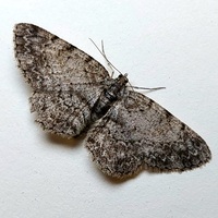 Protoboarmia porcelaria