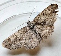 Anavitrinella pampinaria