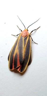 Hypoprepia fucosa