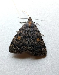 Idia aemula