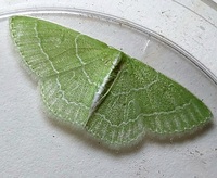 Synchlora aerata