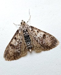 Palpita unidentified species