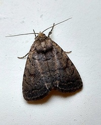 Athetis tarda