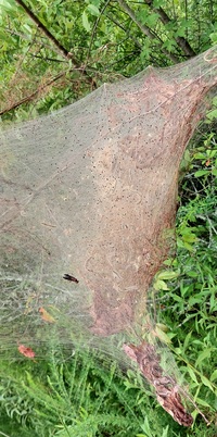 Hyphantria cunea