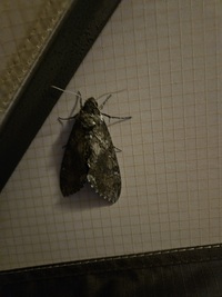 Agrius cingulata
