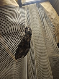 Agrius cingulata