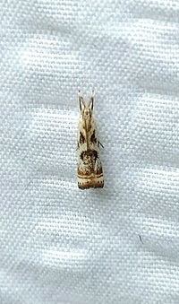 Microcrambus elegans