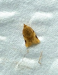 Clepsis virescana