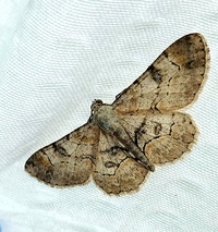 Iridopsis larvaria