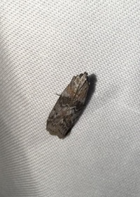 Sciota subcaesiella