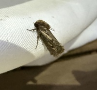 Acrolophus popeanella