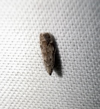 Anacampsis conclusella