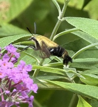 Hemaris diffinis