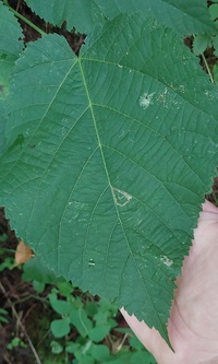 Stigmella tiliella