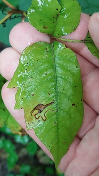 Stigmella rhoifoliella