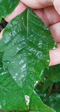 Cameraria guttifinitella