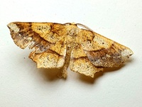 Euchlaena amoenaria