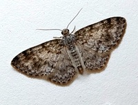 Hydrelia inornata