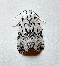 Polygrammate hebraeicum