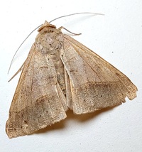 Mocis texana
