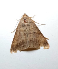 Mocis texana